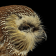 Image for article titled Glass architecture is killing millions of migratory birds